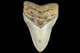 Fossil Megalodon Tooth - North Carolina #109728-1